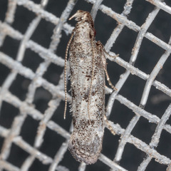 Dichomeris inversella