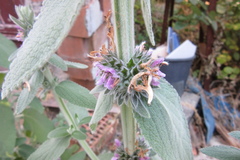Marrubieae
