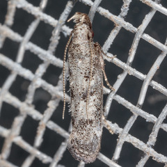 Dichomeris inversella