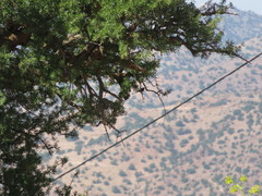 Phoenicurus moussieri