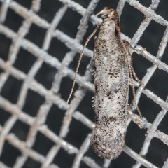 Dichomeris inversella