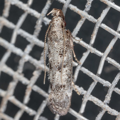 Dichomeris inversella