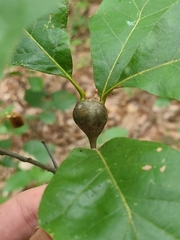 Zapatella quercusphellos