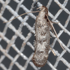 Dichomeris inversella
