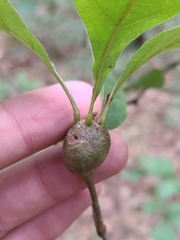 Zapatella quercusphellos