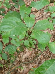 Zapatella quercusphellos