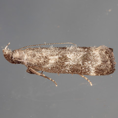 Dichomeris inversella