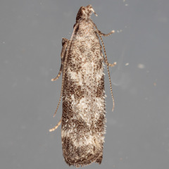 Dichomeris inversella