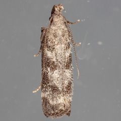Dichomeris inversella