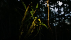 Dendrobium viridiflorum