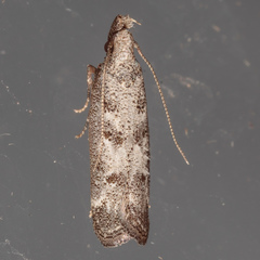 Dichomeris inversella