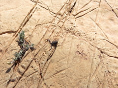 Hottentotta gentili
