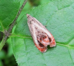 Olethreutes hamameliana