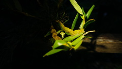 Dendrobium viridiflorum