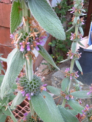 Marrubieae