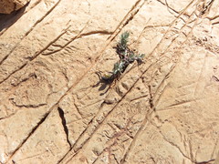Hottentotta gentili