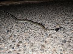Lampropeltis