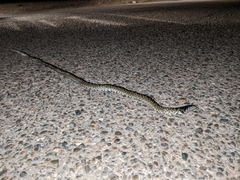 Lampropeltis