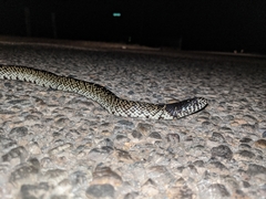 Lampropeltis