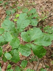 Zapatella quercusphellos