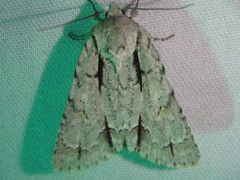 Acronicta laetifica