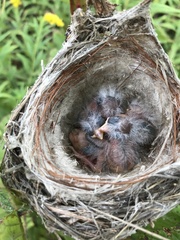 Spiza americana