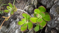 Echeveria zorzaniana