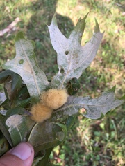 Callirhytis infuscata