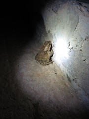 Sclerophrys mauritanica