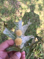 Callirhytis infuscata