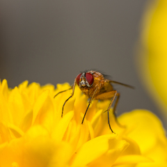 Achanthiptera rohrelliformis