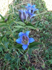 Gentiana septemfida
