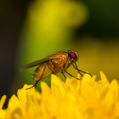 Achanthiptera rohrelliformis