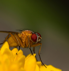 Achanthiptera rohrelliformis