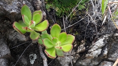 Echeveria zorzaniana