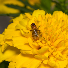 Achanthiptera rohrelliformis