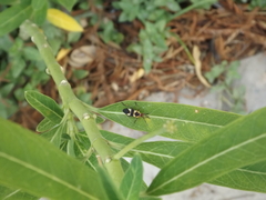 Oncopeltus sandarachatus