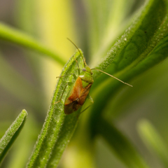 Dichrooscytus gustavi