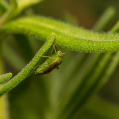Dichrooscytus gustavi