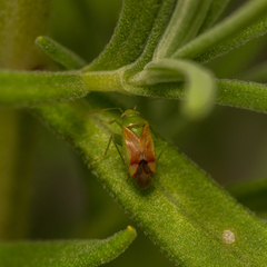 Dichrooscytus gustavi