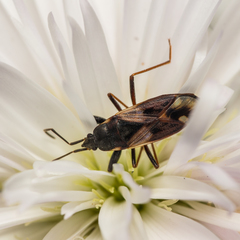 Eremocoris abietis
