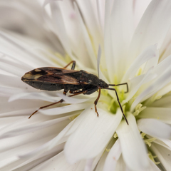 Eremocoris abietis