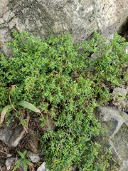 Paronychia fastigiata