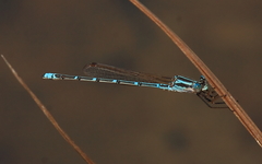 Austrolestes aridus