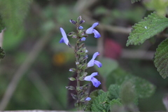 Salvia connivens