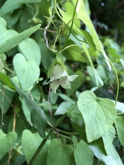 Codonopsis javanica japonica