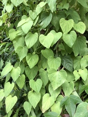 Codonopsis javanica japonica