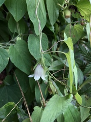 Codonopsis javanica japonica