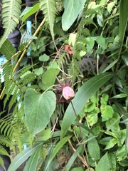 Codonopsis javanica japonica