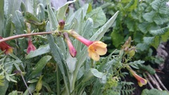 Polemonium pauciflorum